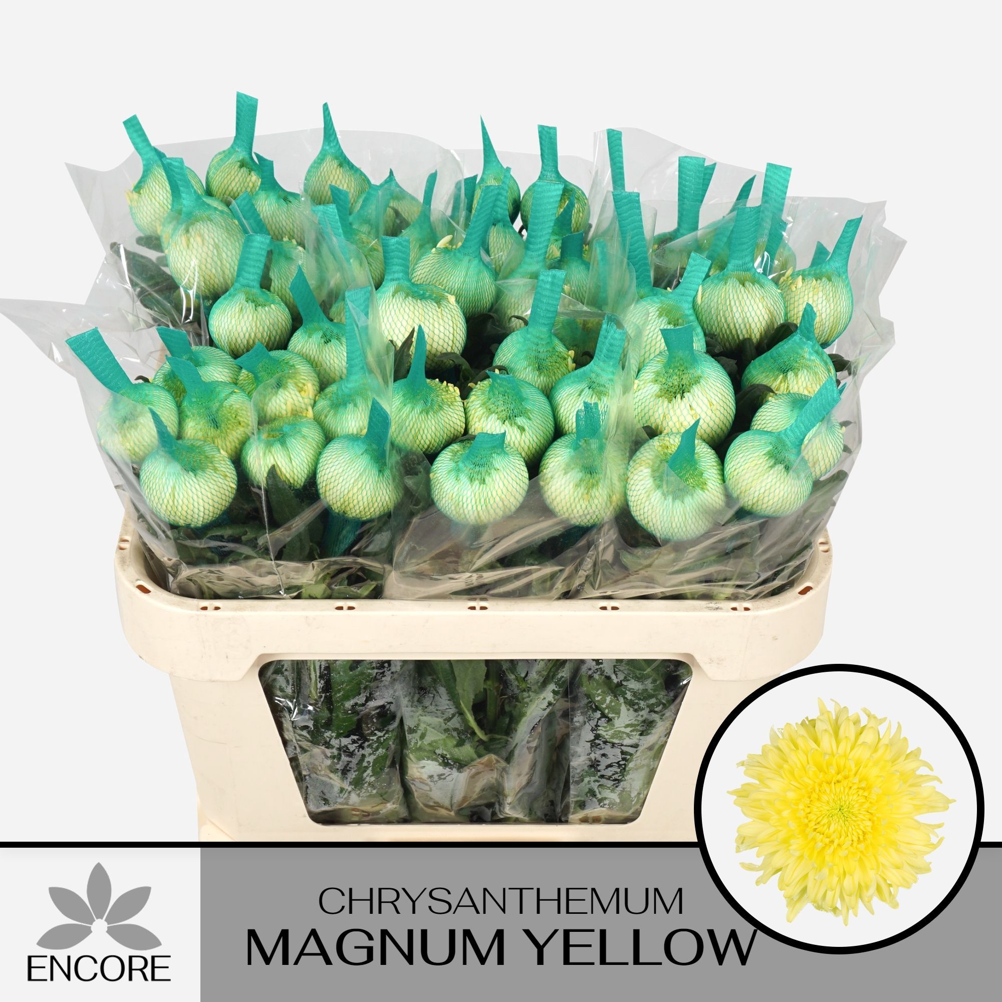 Хризантема од. Магнум Еллоу 70 (желт.), шт.