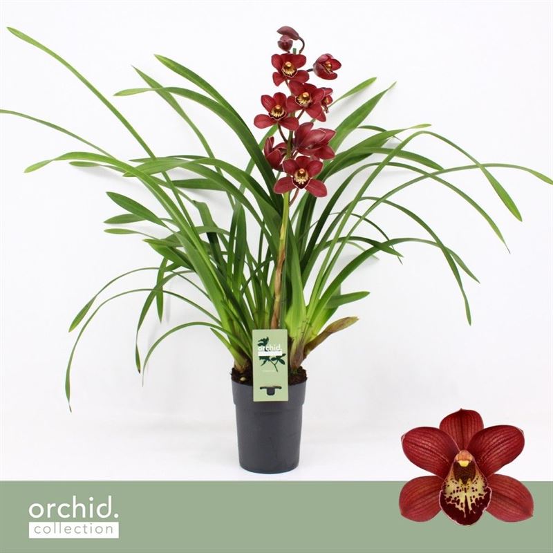 Cymbidium p14 Jolly Red 1T, D 14
