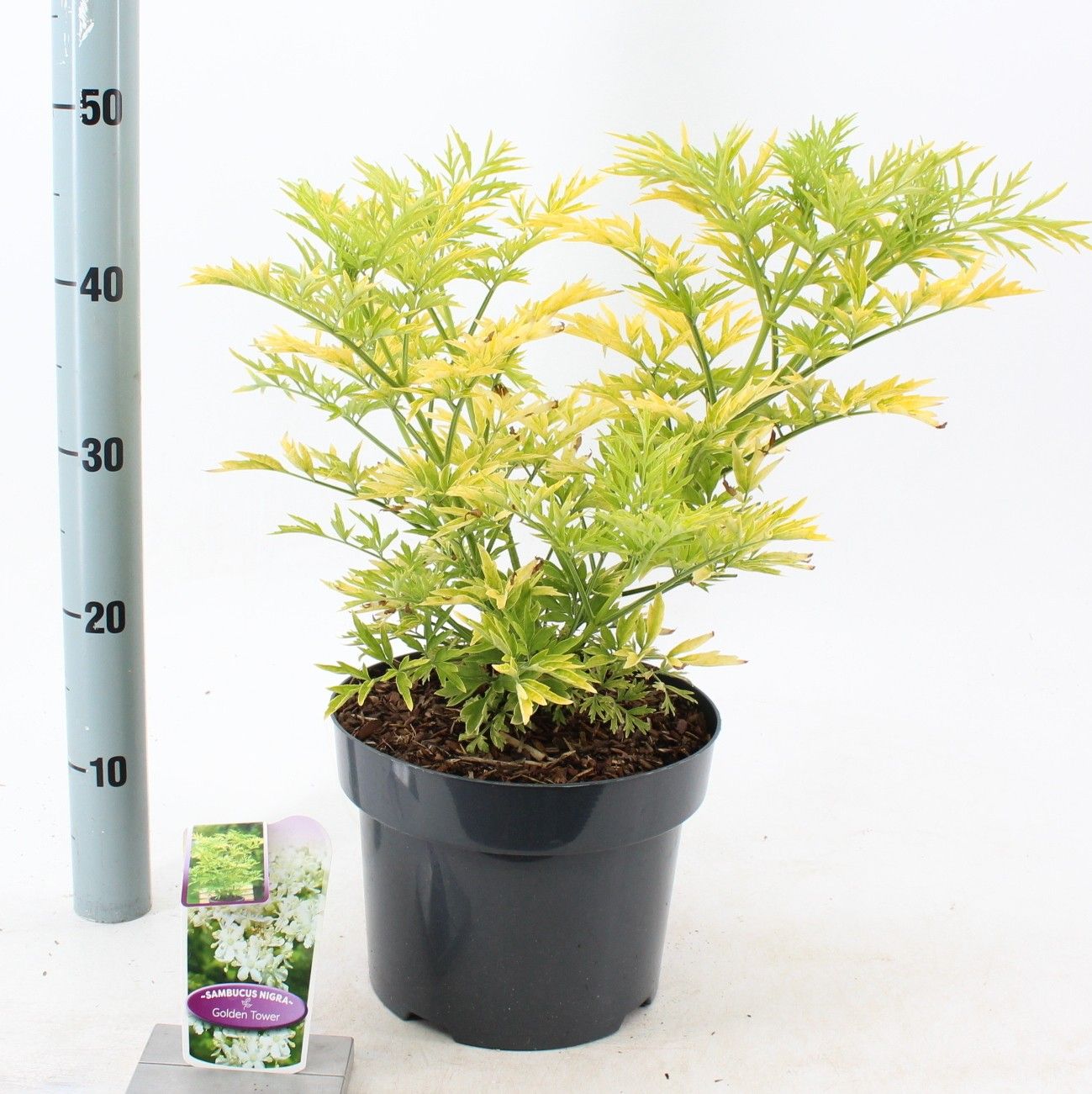 Sambucus nigra Golden Tower ('Jdeboer001'PBR), D 23 cm