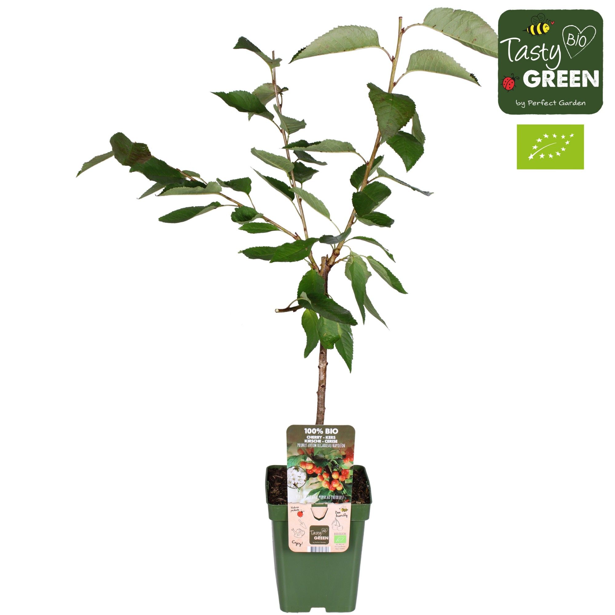 Prunus avium Bigarreau Napoléon Bio P23, D 23 cm