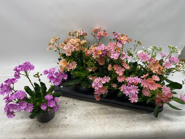Lewisia cotyledon - FBA® - Happy Colours - P12 L, D 12