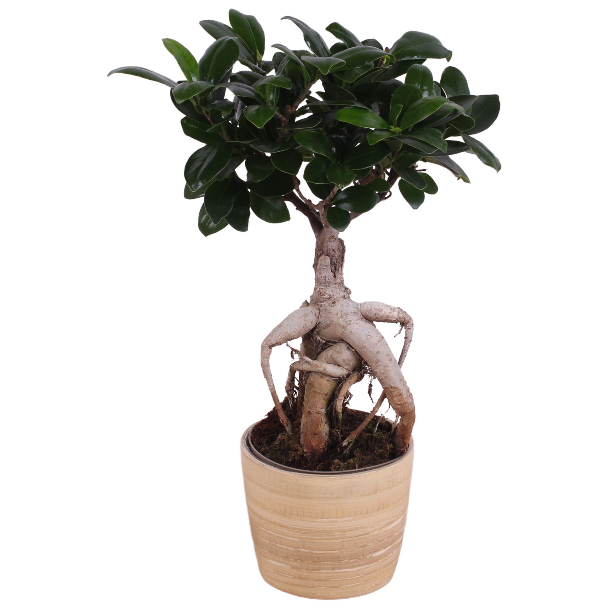 Ficus m. Ginseng Ball Shape Ø09cm in Ø10cm Wood NT465, D 10