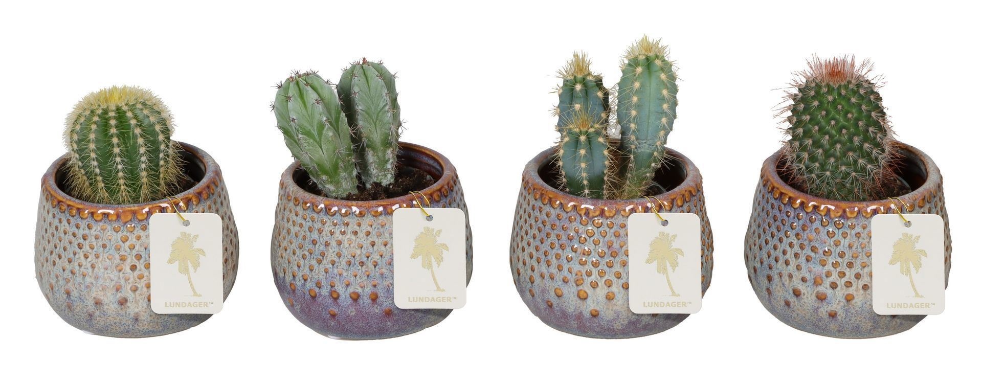 L 67252 With Cactus Mix 6 cm, D 6