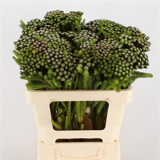 Бруния Альбифлора 60, шт.