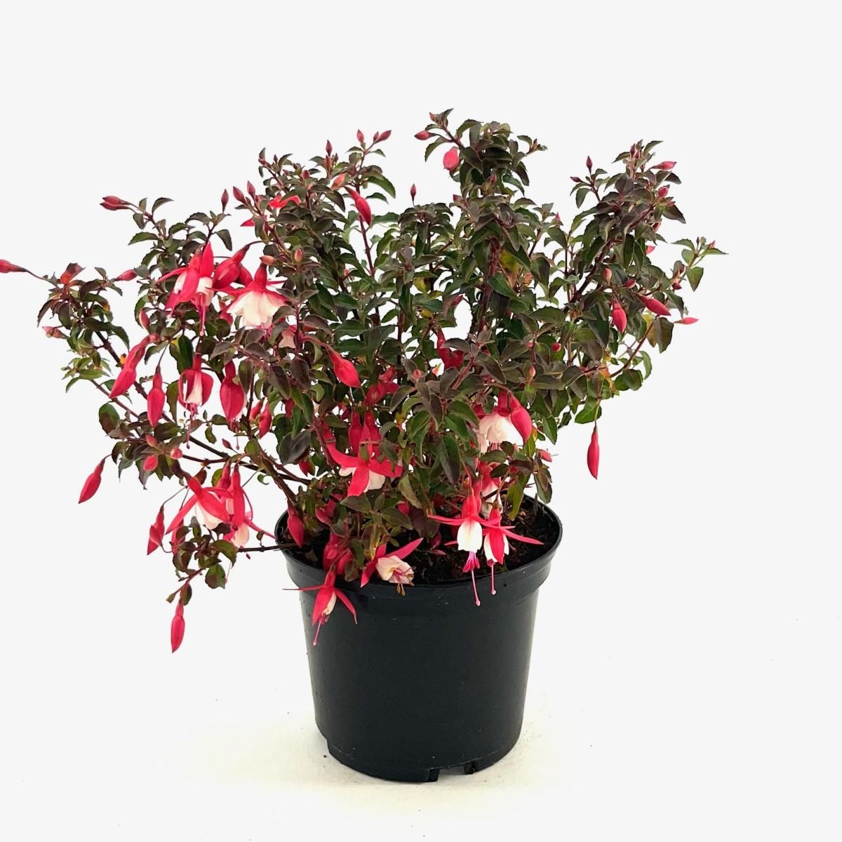 Fuchsia 'Alice Hoffman', D 17 cm