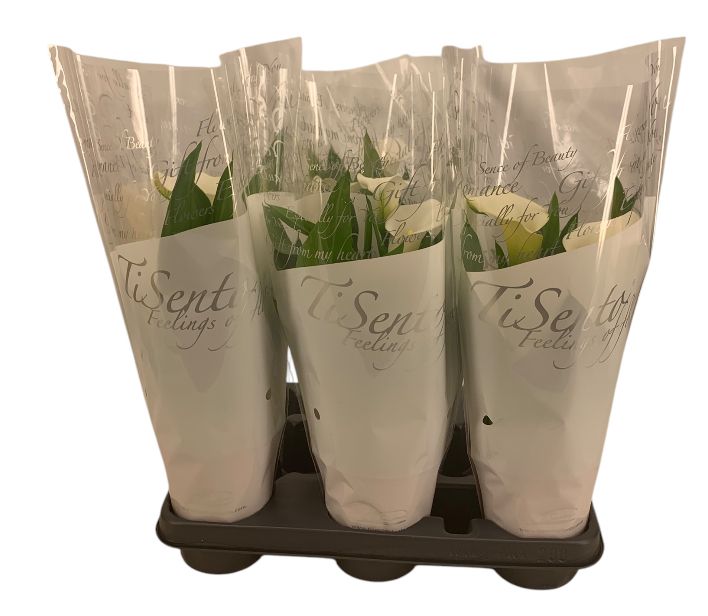 Zantedeschia (Calla) 12 cm - wit, D 12