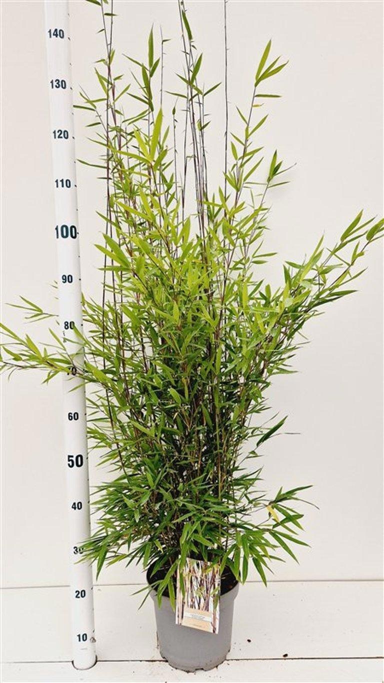 Fargesia nitida 'Black Pearl', D 23 cm