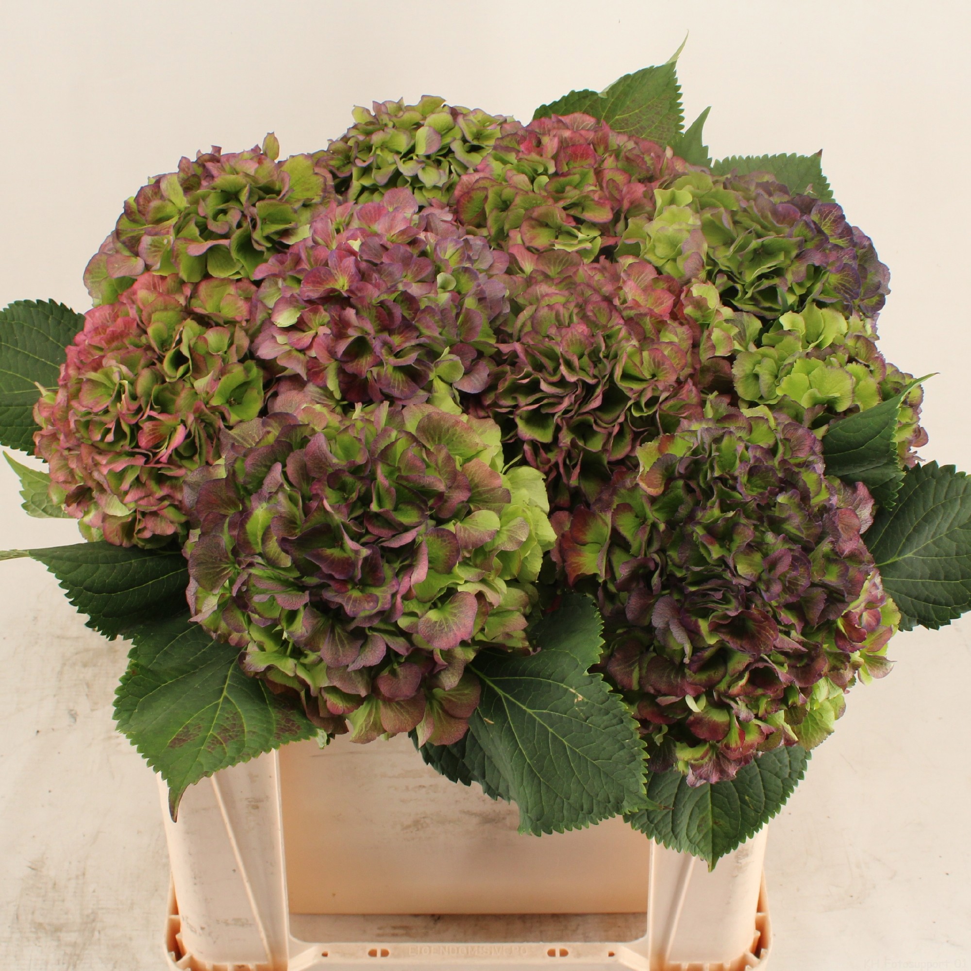 Гортензия Верена Блю Классик 50 (зелено-голуб.), шт.