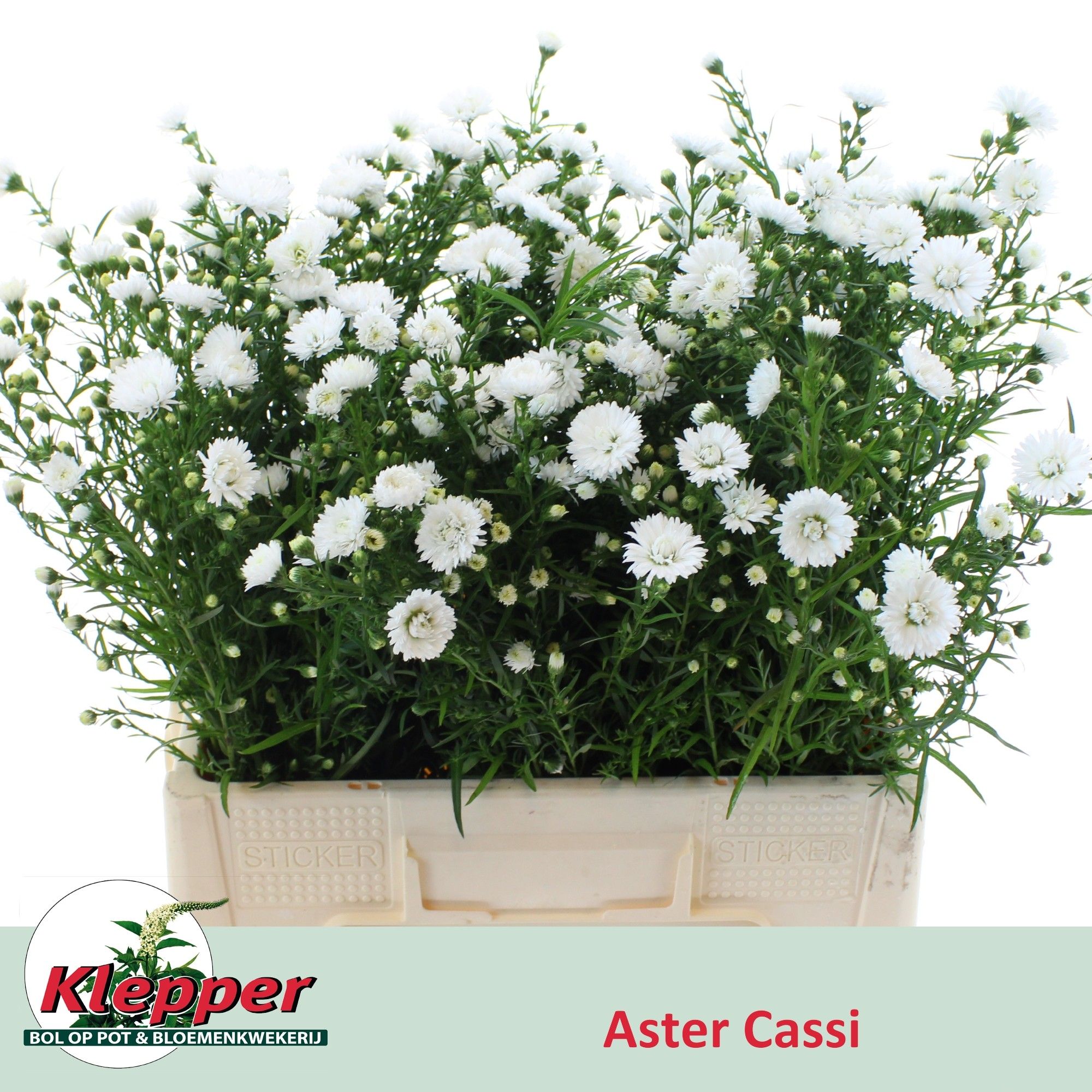 Астер Касси 60, шт.