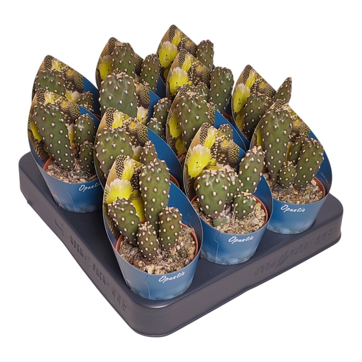 OPUNTIA SUBCYLINDRICA - VASO Ø 6,5 WITH POT COVER (CACTUS), D 6,5