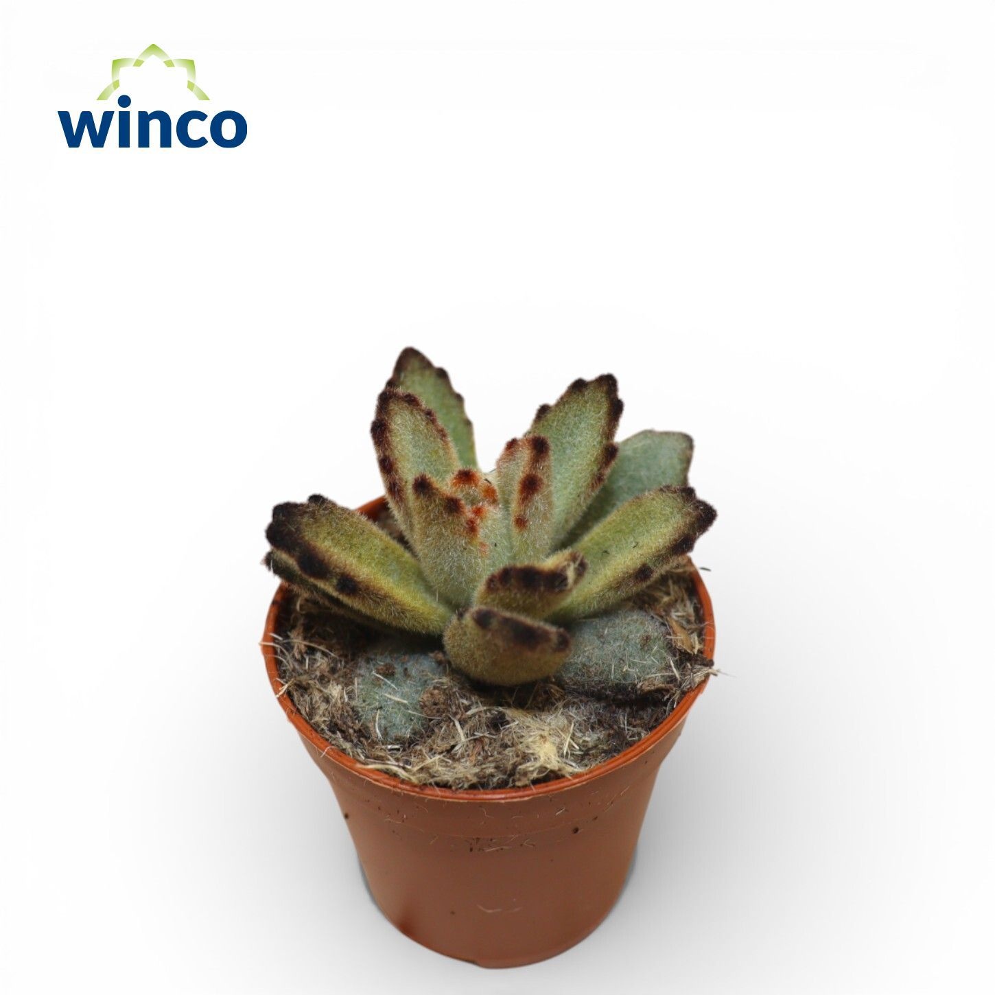 Kalanchoe Coffeebean, D 5,5