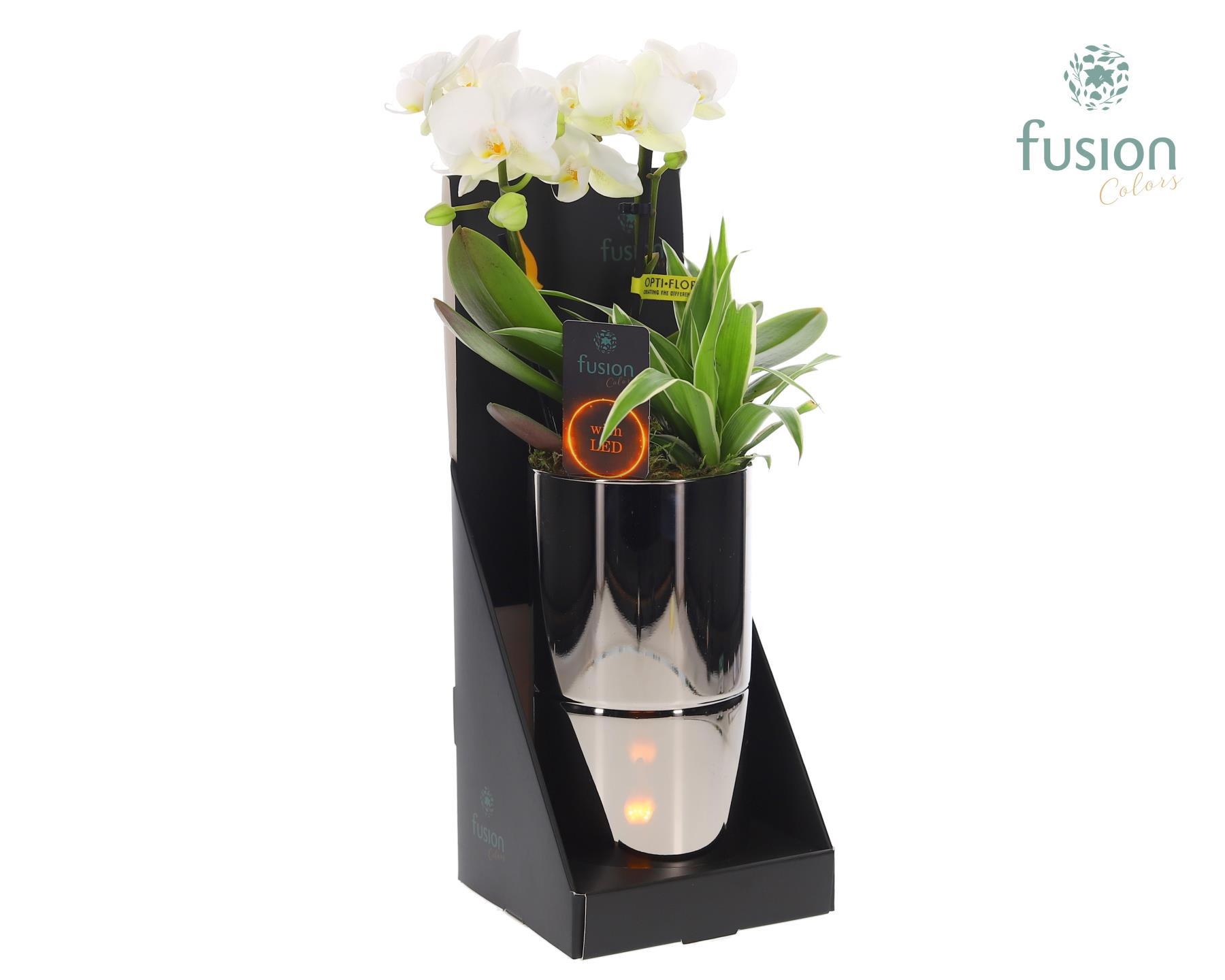Glas tube Led planter groot met Arrangement, D 11 cm Glas tube Led planter groot met Arrangement, D 11 cm