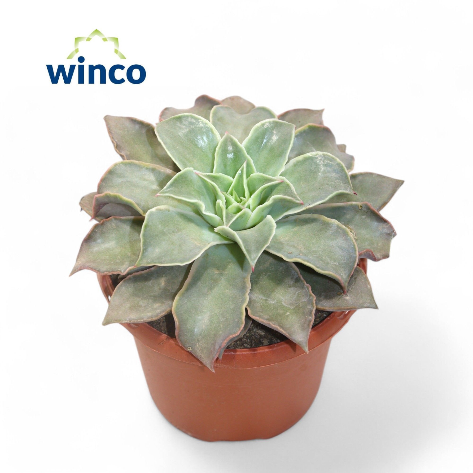 Echeveria Madiba, D 17