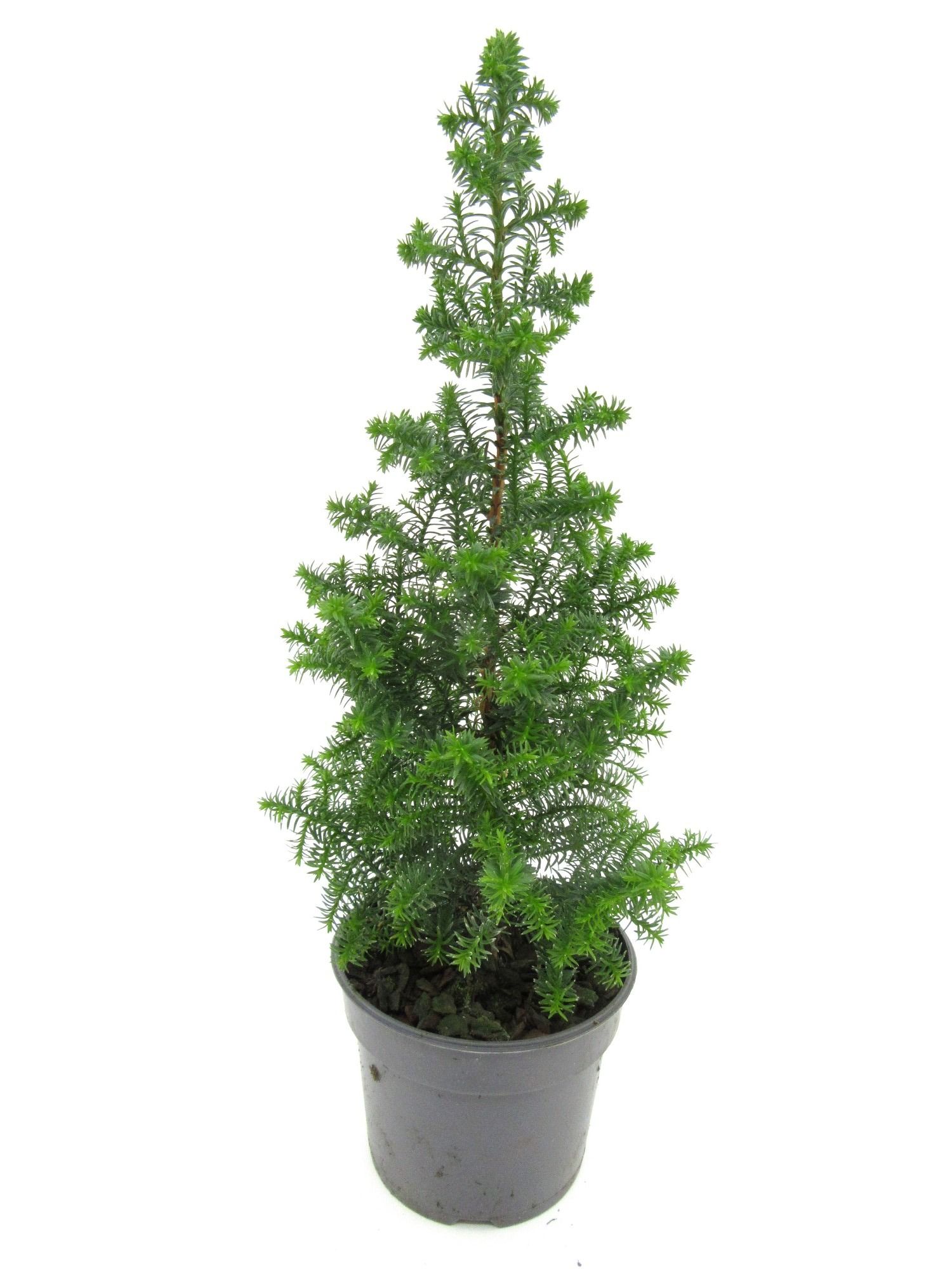 Top Point naturel, D 9 cm