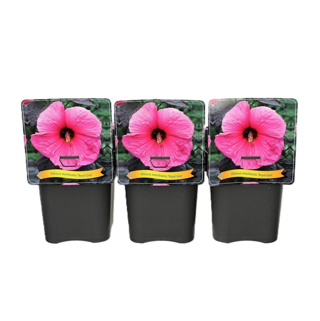 Hibiscus 'Royal Gem' C5, D 21