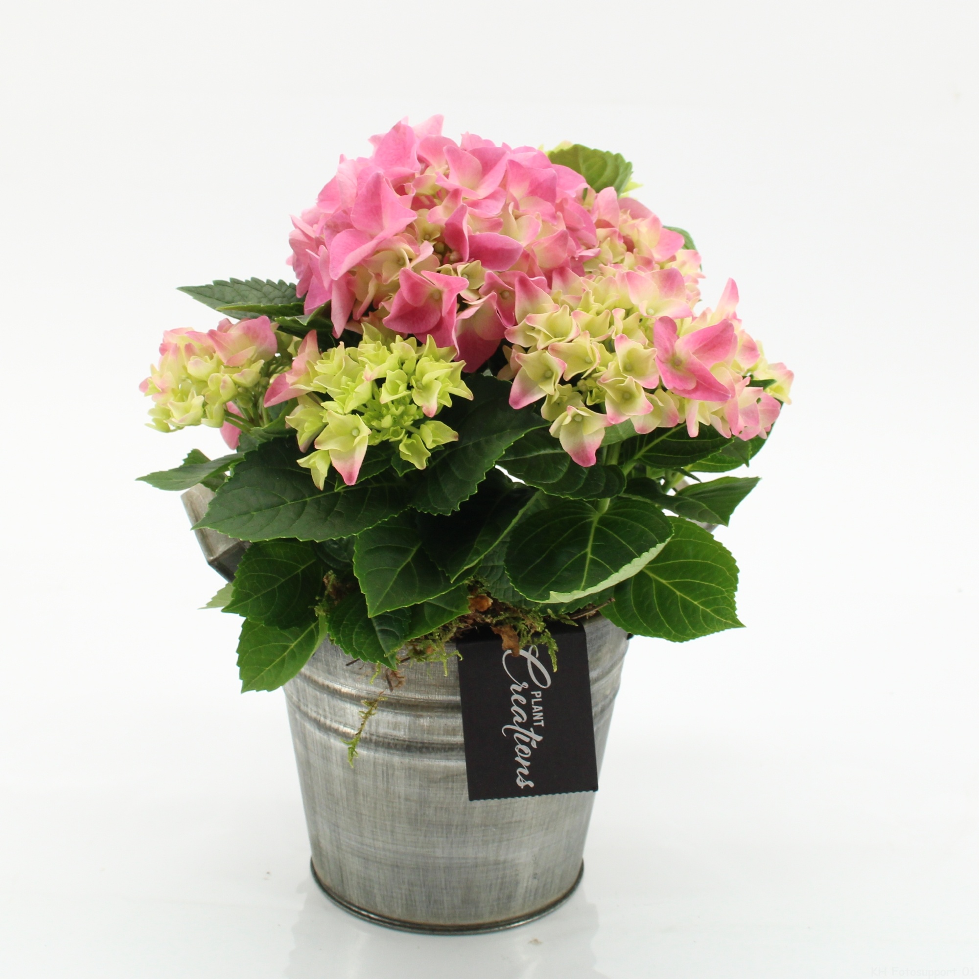 KHCR-2613RZ Hydrangea creations, D 14
