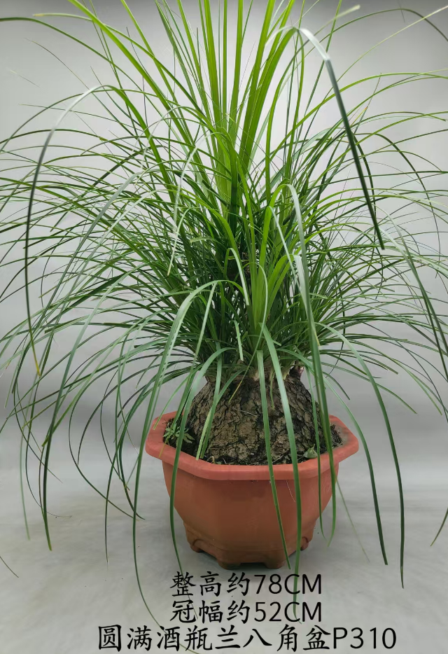 Нолина Перфект Вине Боттле Орхидея (Октагонал Пот) 31 70