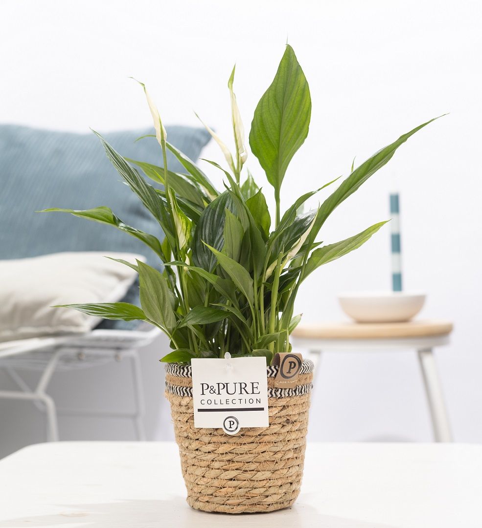Spathiphyllum Korto in P&PURE Basket 6, D 12