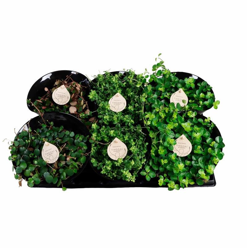 PEPEROMIA-HYBRID, D 12