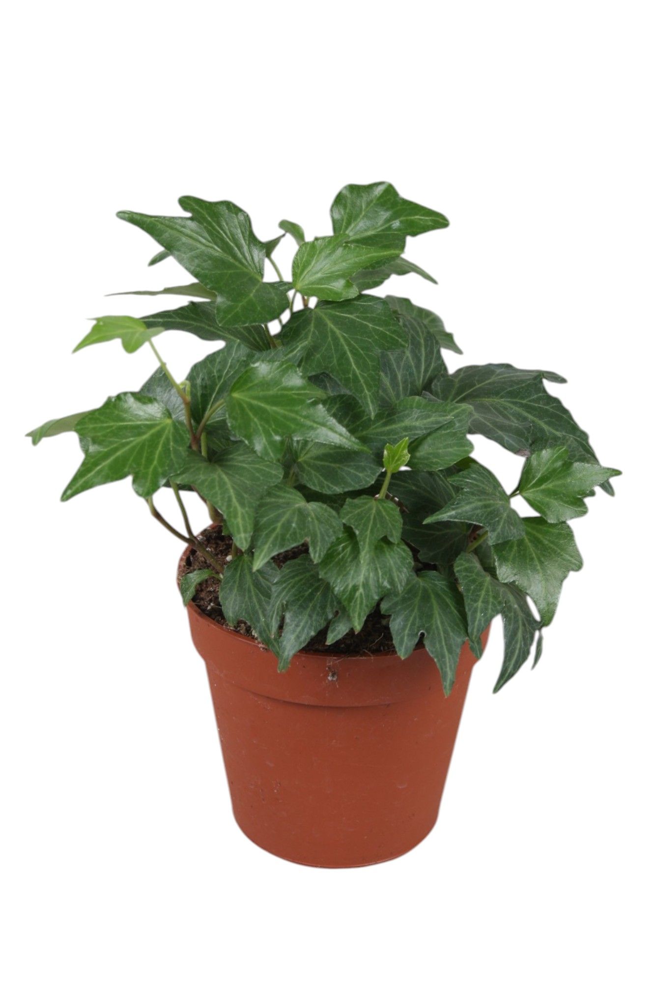 Hedera helix Green Ripple, D 9 cm