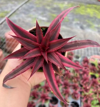 Гузмания Пайнеппл Лили 8 10