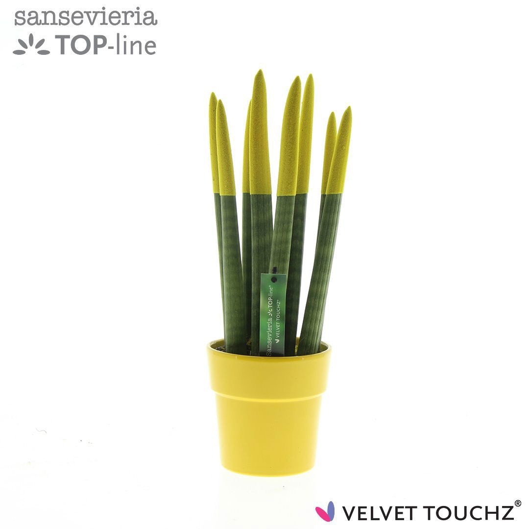 Sansevieria VELVET TOUCHZ® Geel in keramiek Edel, D 12