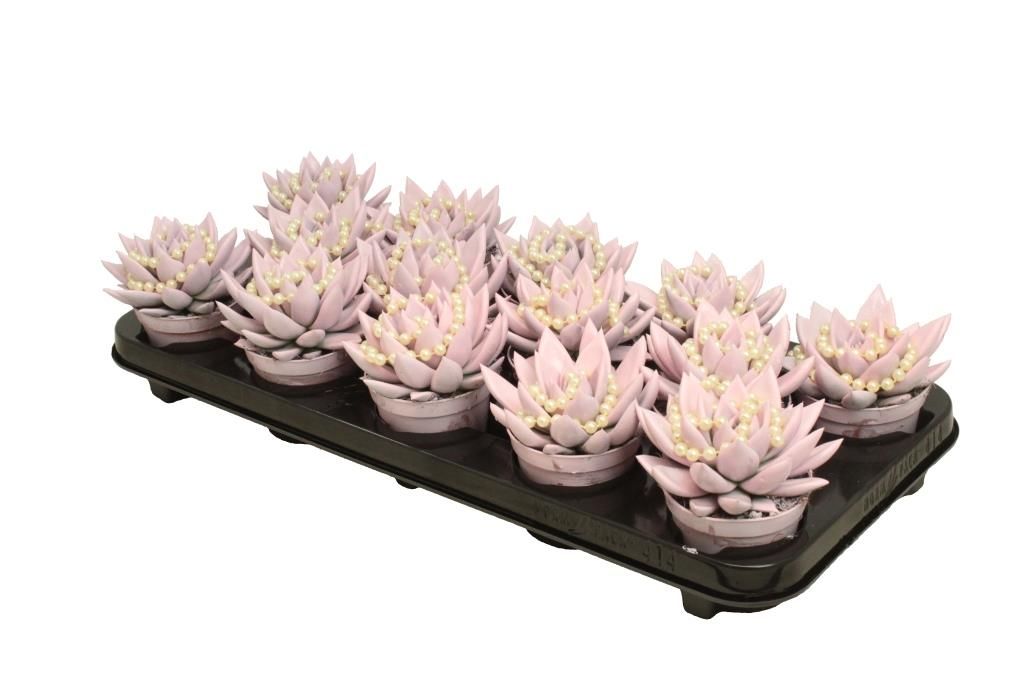 Miranda coloured pastel pink + chain, D 8,5 cm