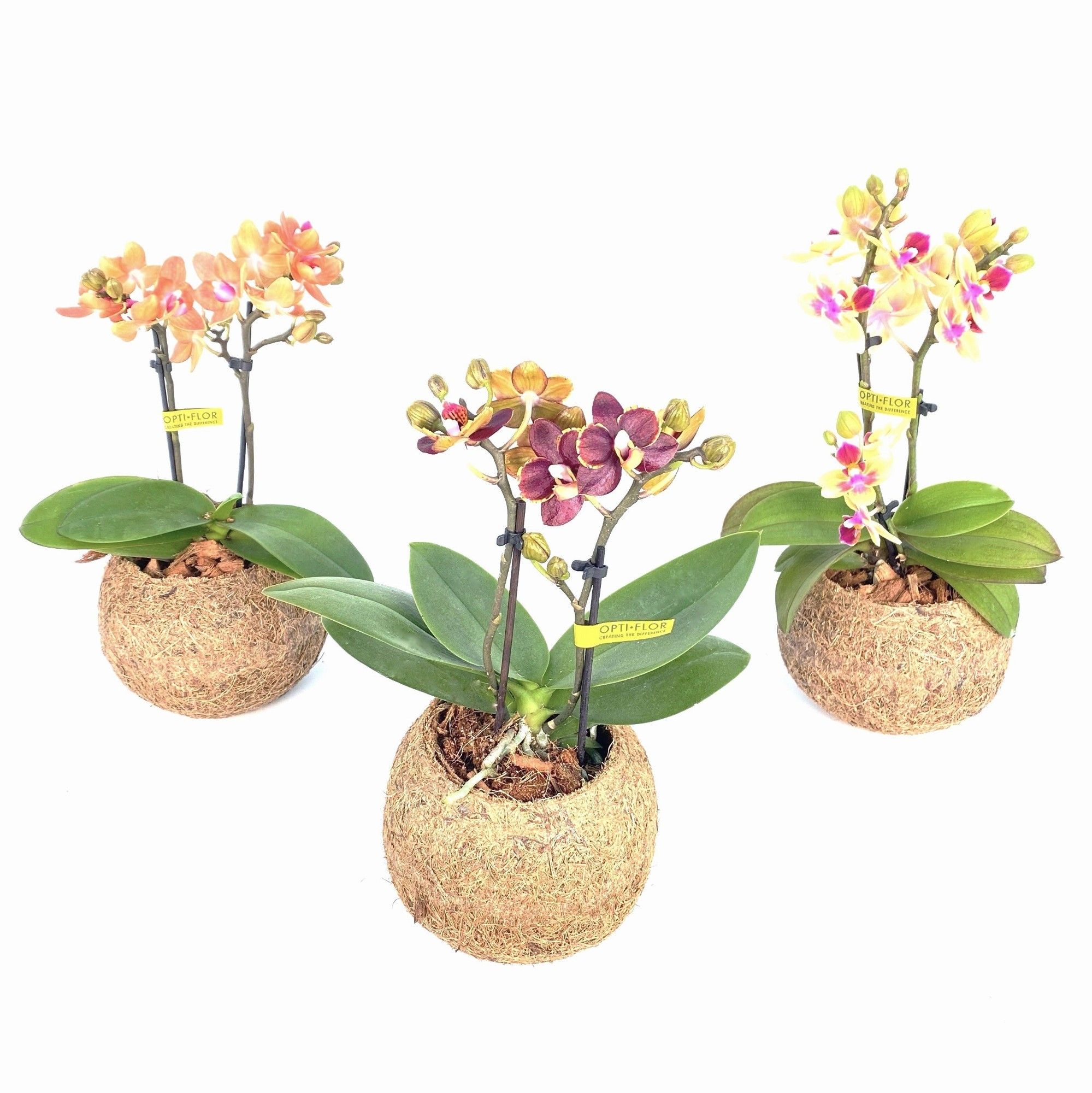 Kokodama 12 cm Orchid 2 tak (No string), D 12