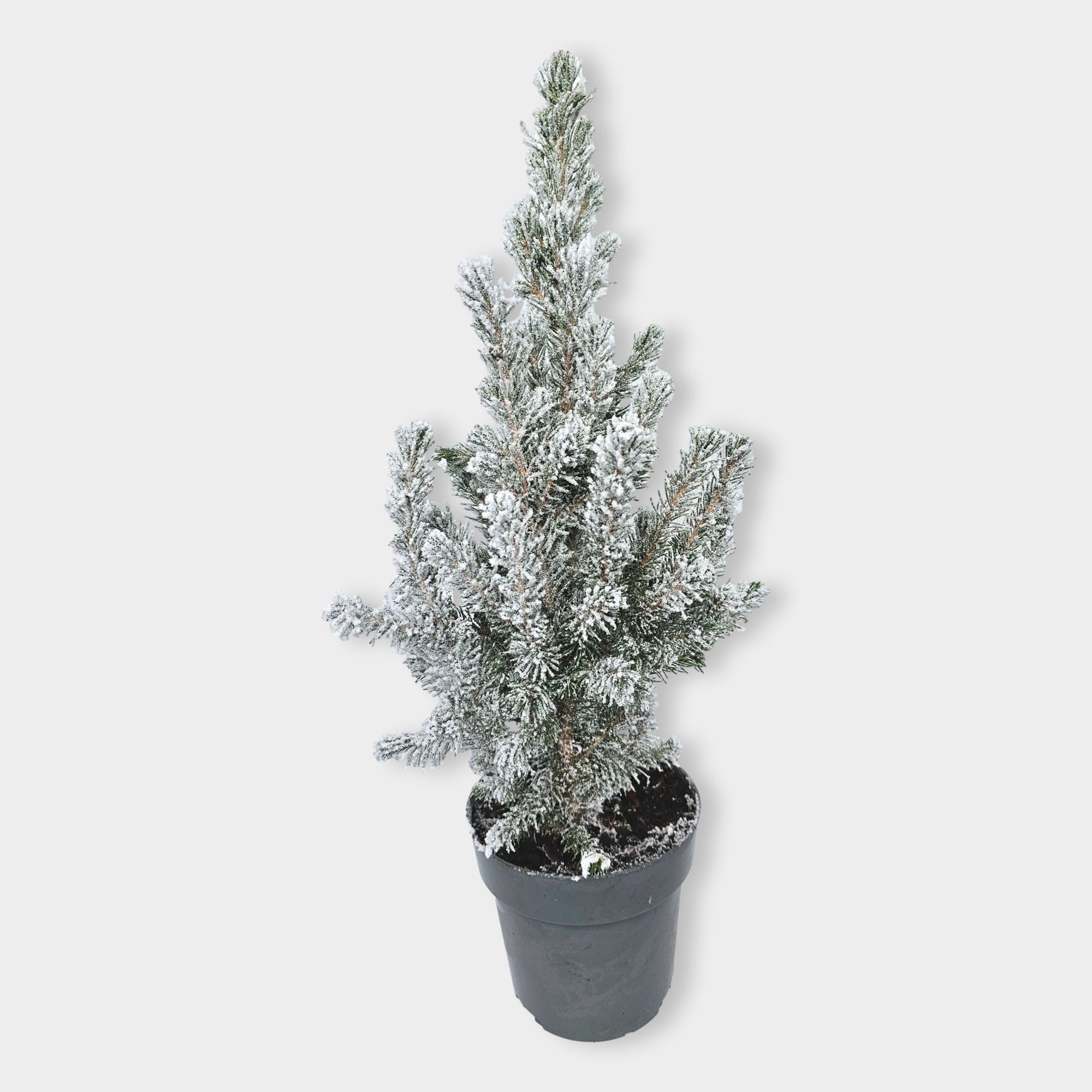 Picea glauca 'Conica' 55cm snowed, D 15 cm