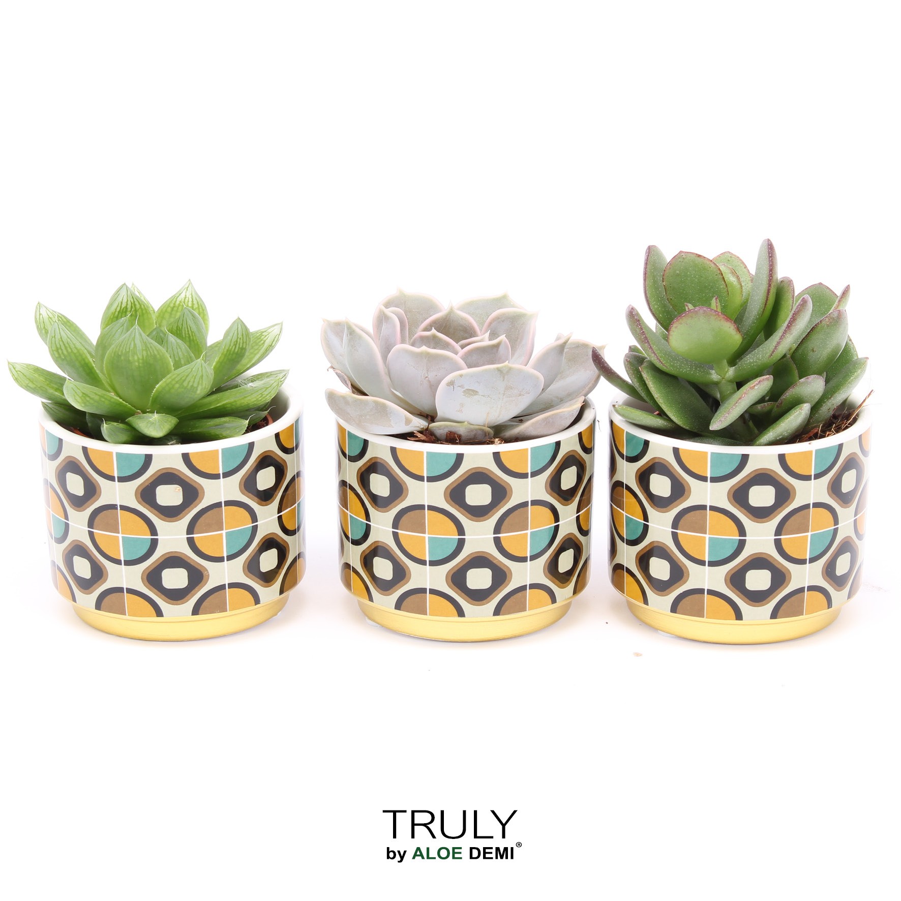 TRULY Succulent, Retro, D 7