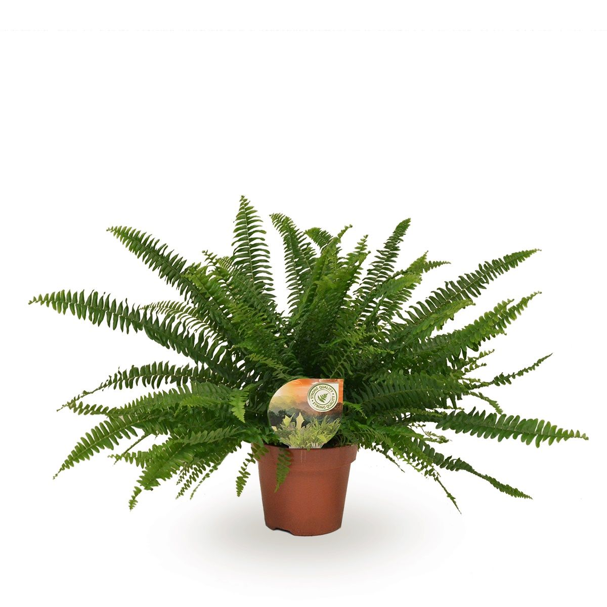 Nephrolepis Green Lady, D 17