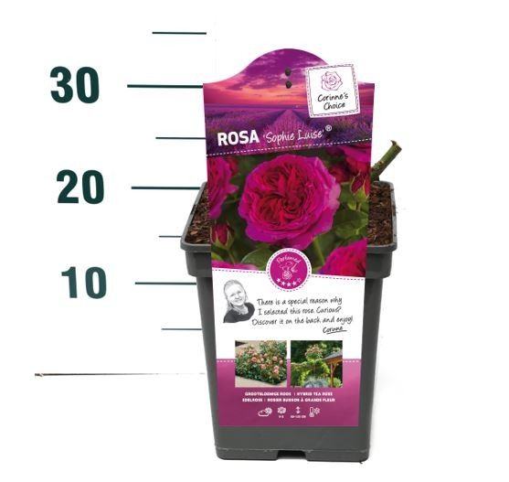 Rosa 'Sophie Luise' - Struik - VP5 - Categorie 3, D 23