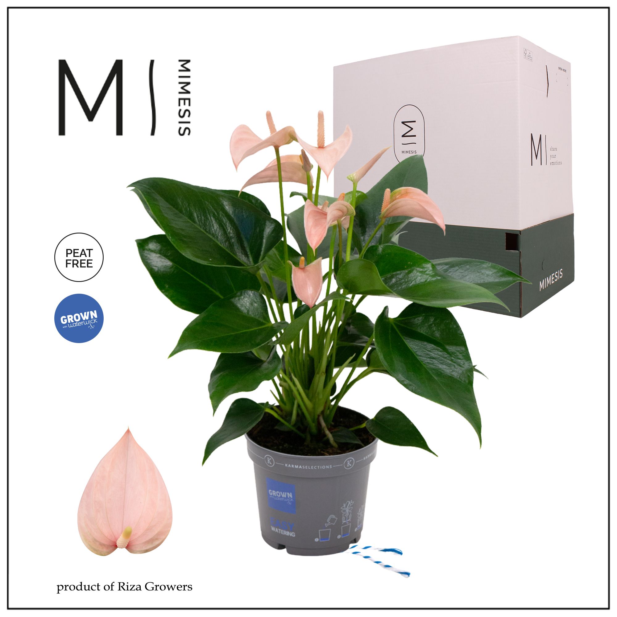 Mimesis Anthurium KARMA PEACH - 12cm, D 12