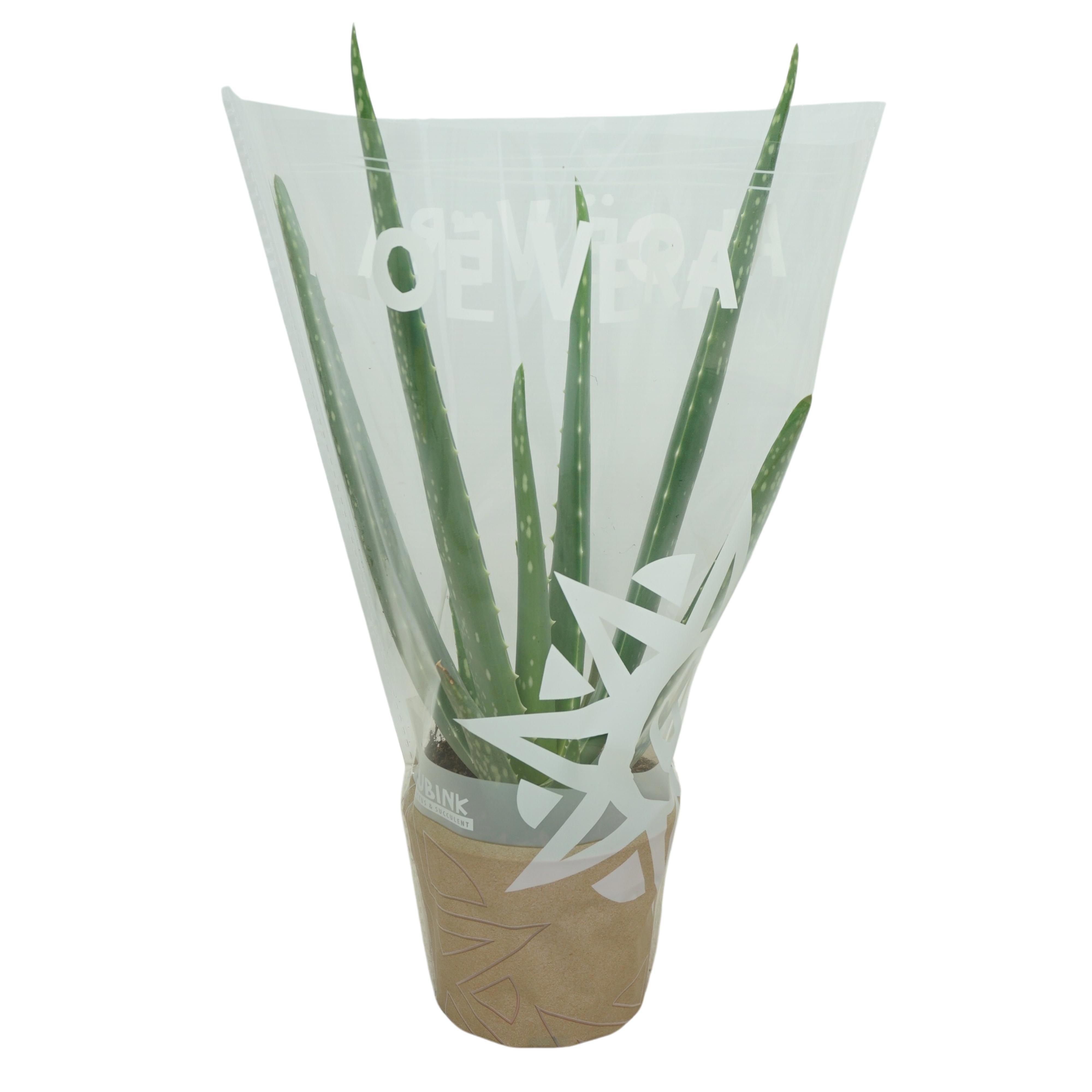 Aloë vera 10,5 cm in hoes, D 10,5