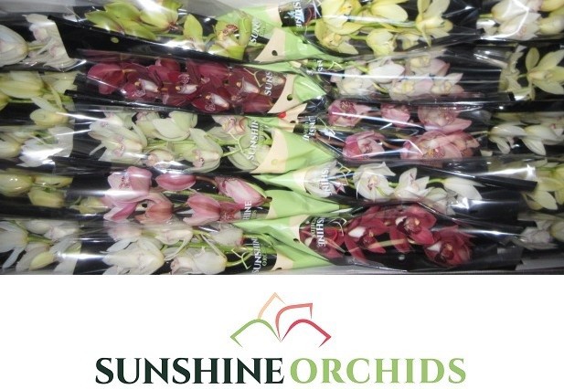 Цимбидиум мини Микс x20 40, шт.