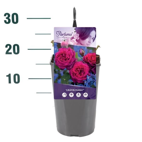 Rosa 'Gräfin Diana' - Struik - C3rp - Parfuma, D 19