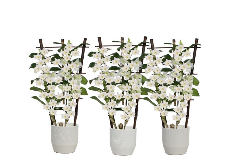 Tirza p12 vanille mix Dendr Nobile Apollon 2T op rek, D 12