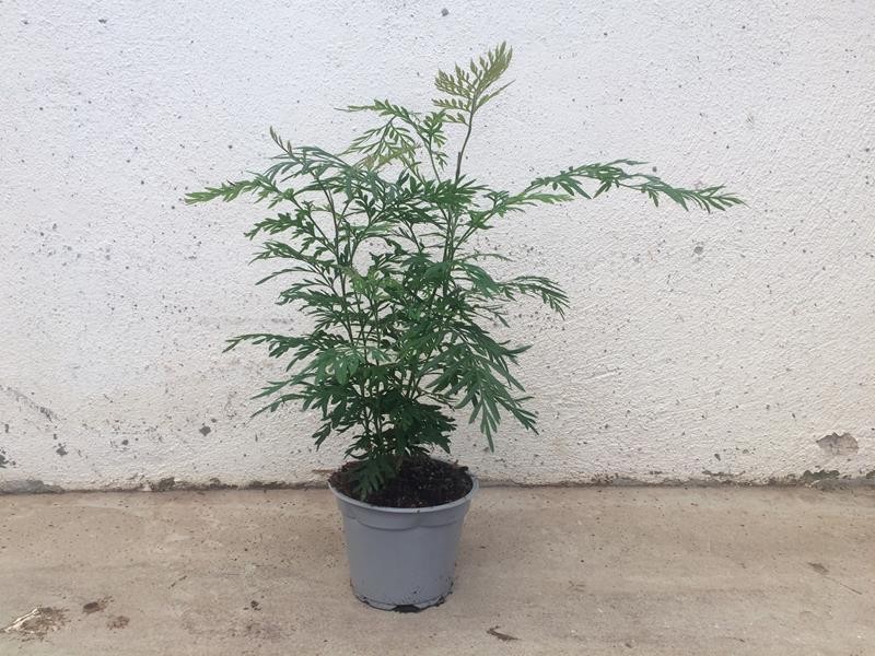 GREVILLEA ROBUSTA, D 12 cm