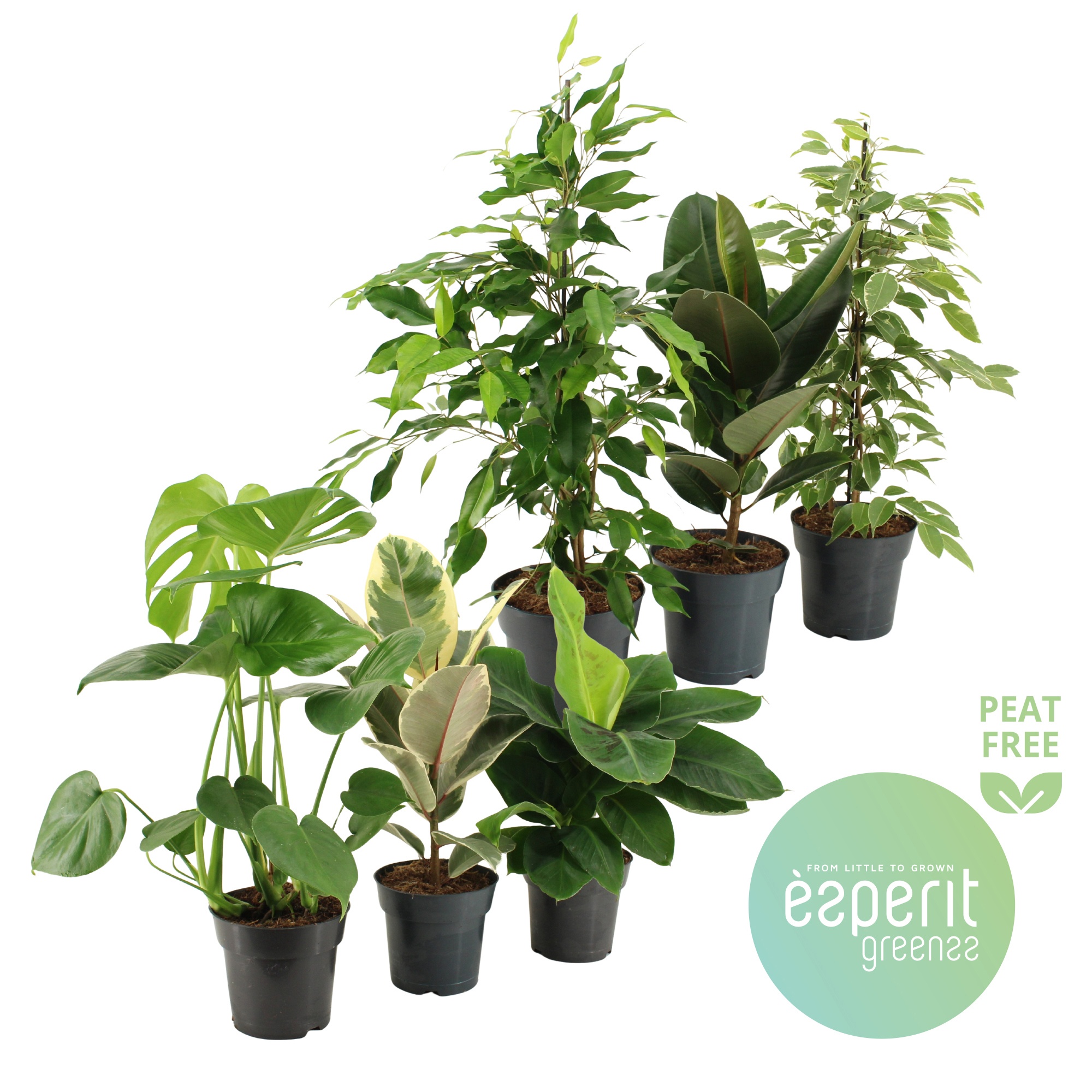 Groenmix Greenss 4-6 srt., D 17