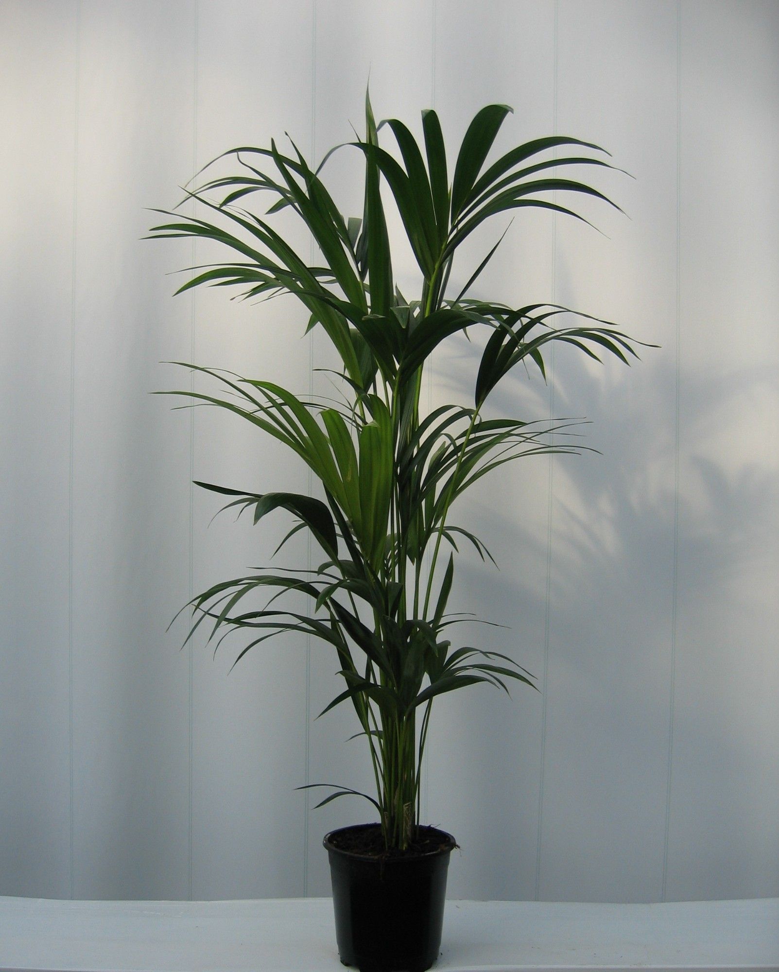 howea BUDGET LIJN, D 24 cm