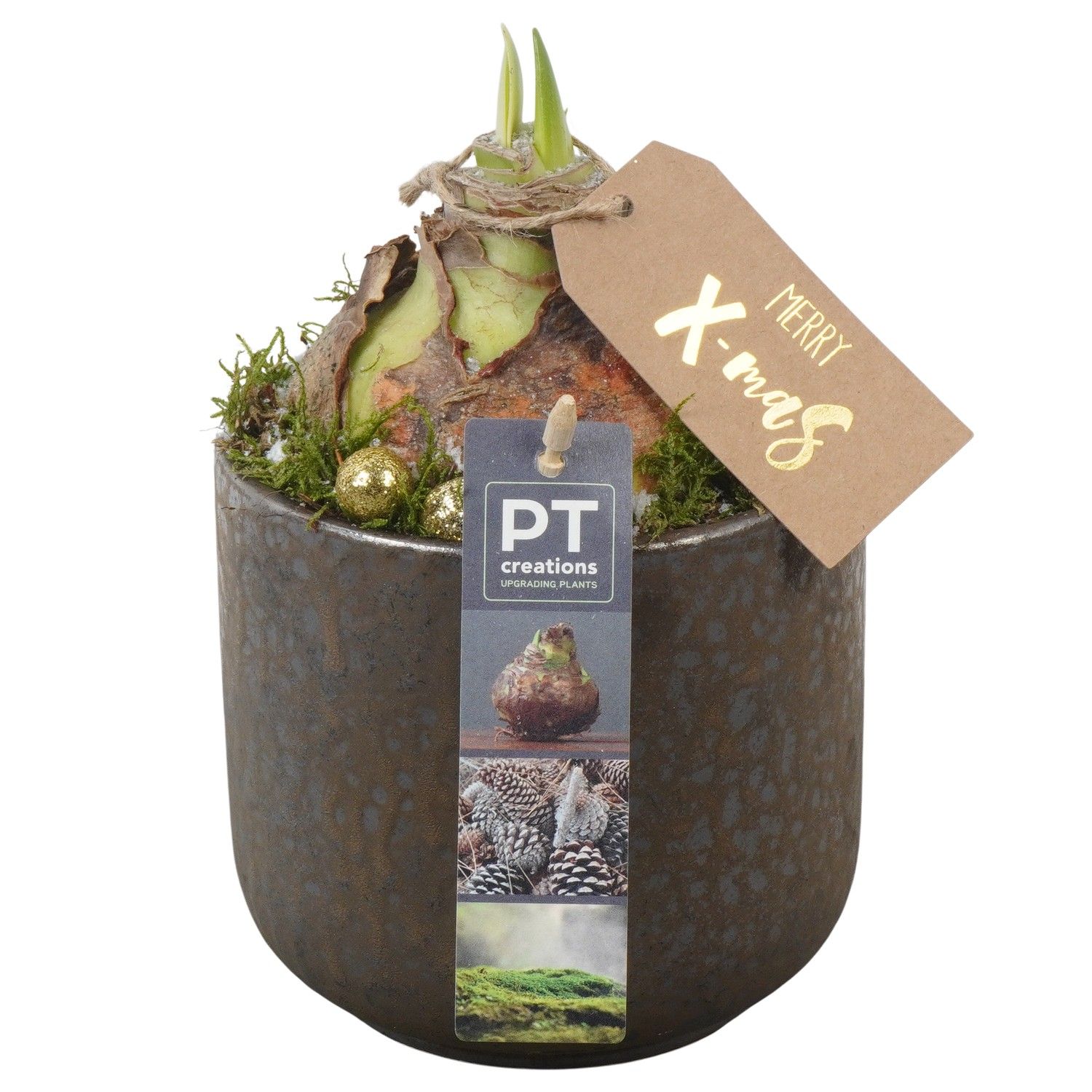 PTACH5832 Arrangement Amaryllis Christmas in keramiek pot, D 13 cm PTACH5832 Arrangement Amaryllis Christmas in keramiek pot, D 13 cm