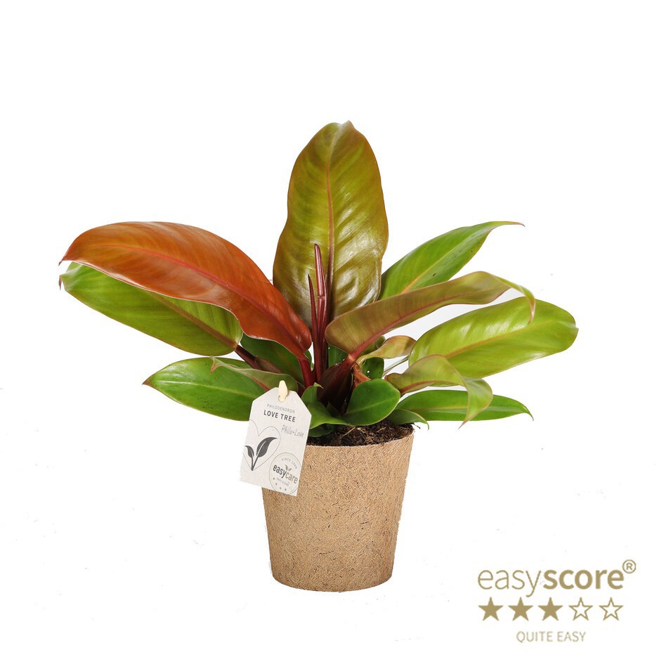 PHILODENDRON ERUBESCENS Pr Orange COCOZ, D 11 cm