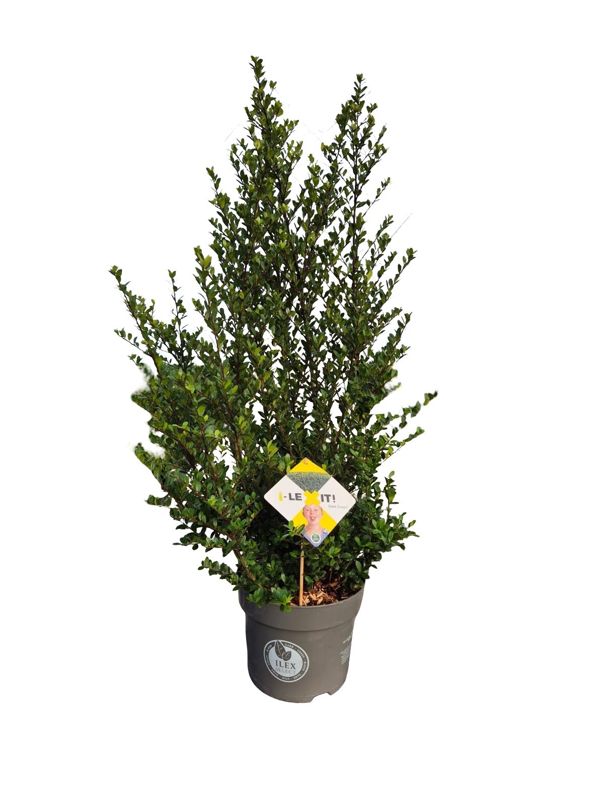 Ilex crenata Dark Green, P26, Struik 60-80cm, D 26