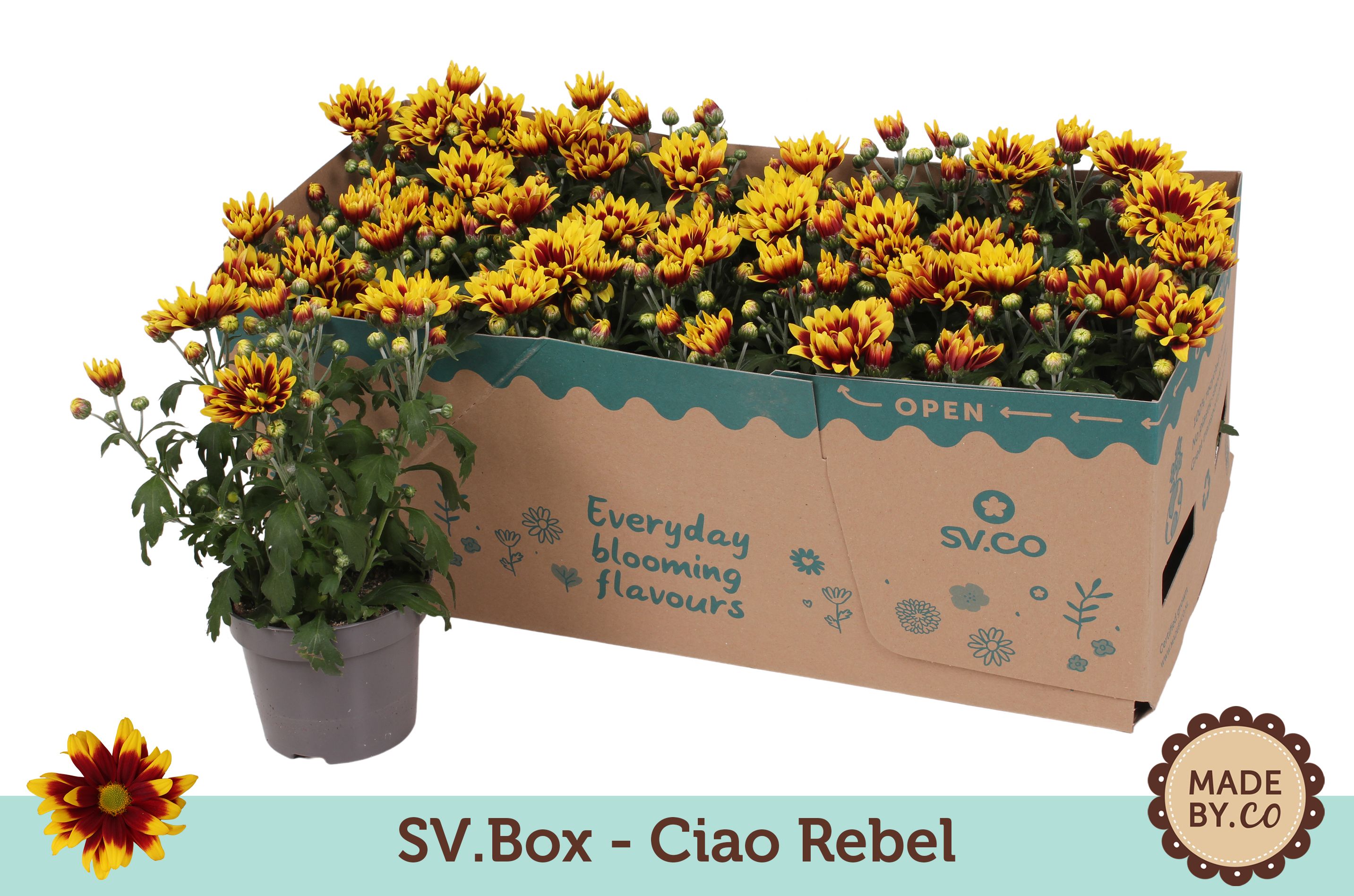 Chrysant Special Ciao Rebel in SV.Box, D 12 cm Chrysant Special Ciao Rebel in SV.Box, D 12 cm