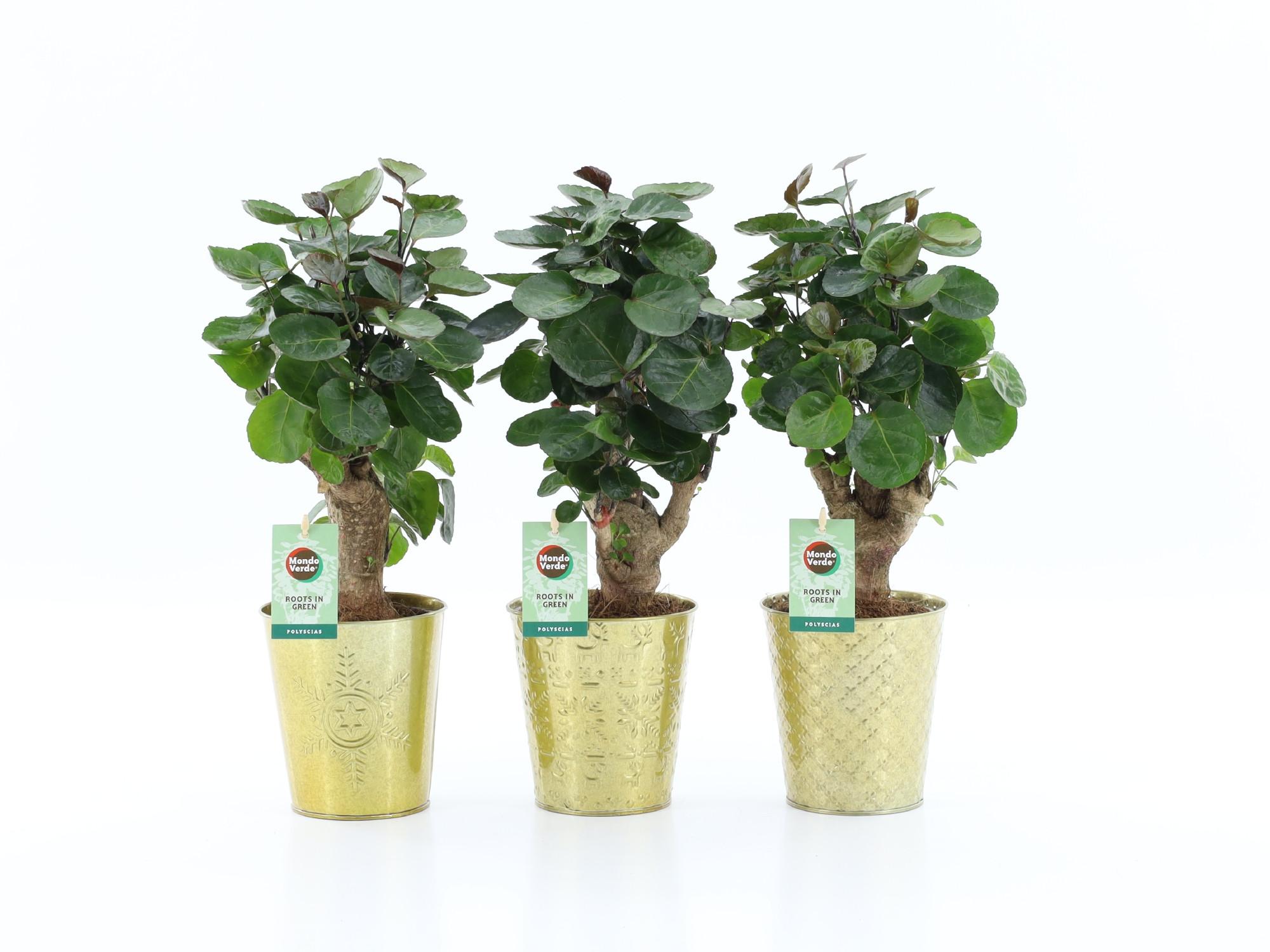 Polyscias Fabian in Golden Christmas, D 13 cm