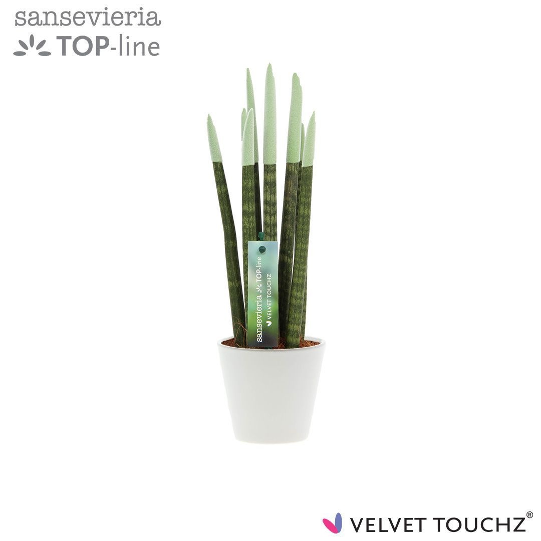 Sansevieria VELVET TOUCHZ® Pastel Groen In keramiek R'dam, D 8,5