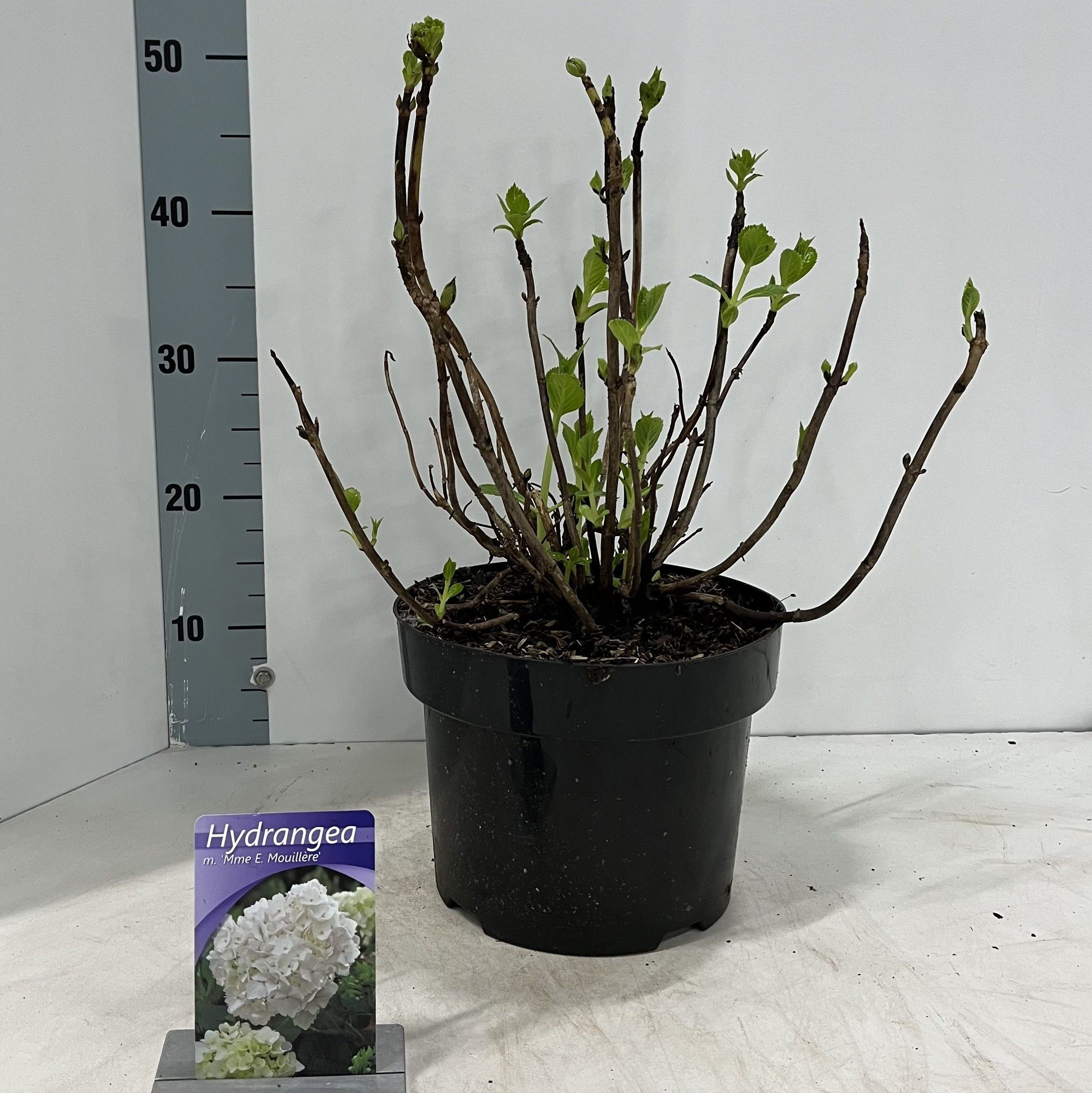 Hydrangea macr. 'Mme Emile Mouillere’, D 23 cm