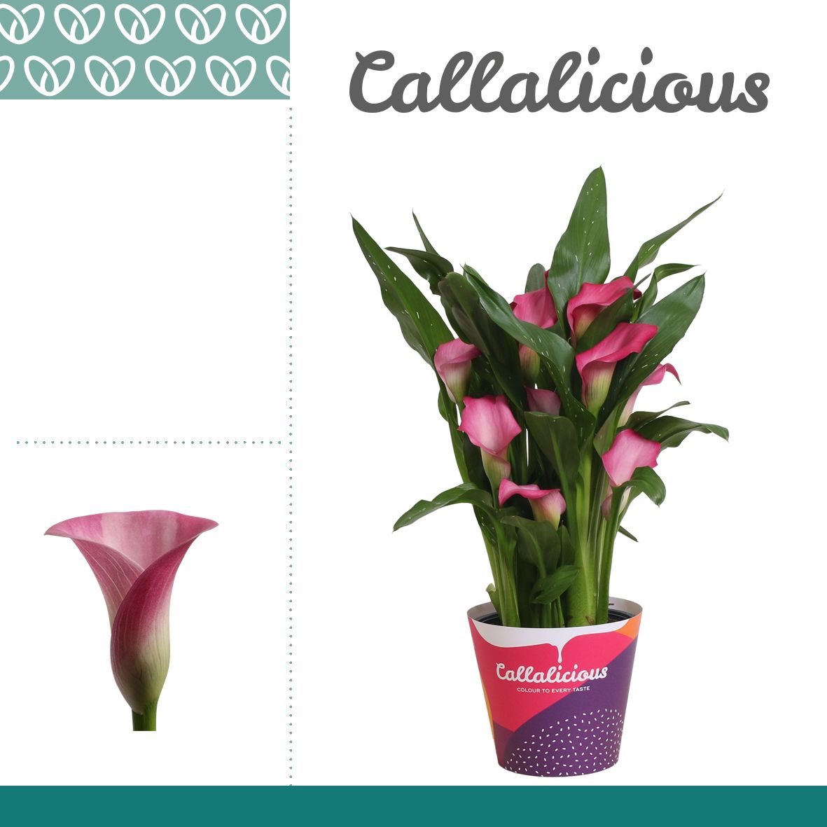 Zantedeschia (Calla) Roze in Potcover, D 14