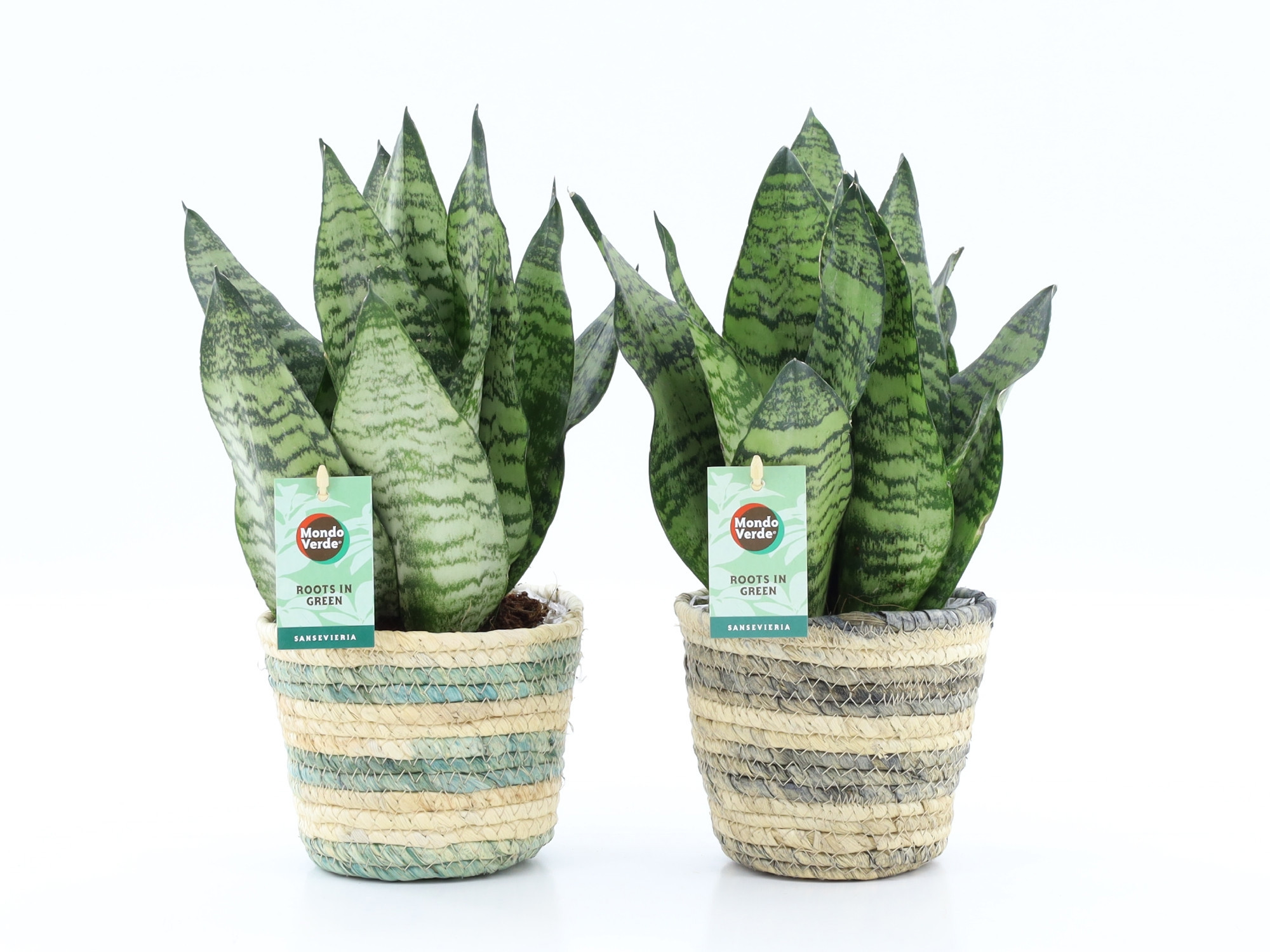 Sansevieria Black Coral in Noah Lines, D 14