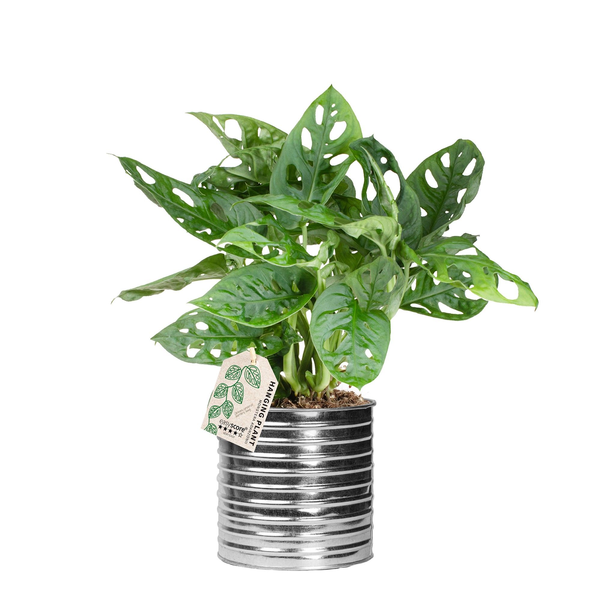 Zink Can, Monstera adansonii, D 12